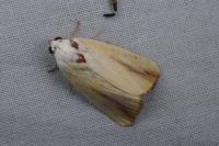 Pardoxia graellsii