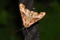 Phlogophora meticulosa