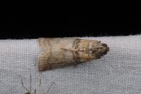 Sciota rhenella