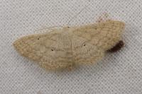 Scopula minorata