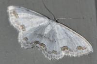 Scopula ornata