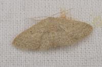 Scopula minorata