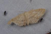 Scopula minorata