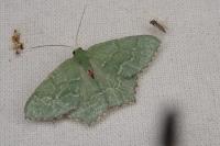 Thalera fimbrialis
