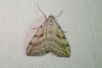 Aplocera efformata