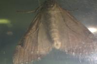 Aplocera efformata