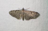 Eupithecia virgaureata