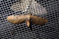 Eupithecia absinthiata