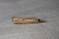 Agriphila geniculea