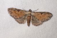 Eupithecia icterata