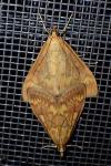 Ostrinia nubilalis