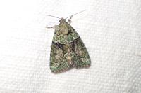 Cryphia algae