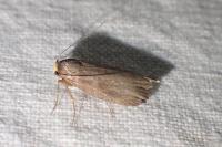 Achroia grisella