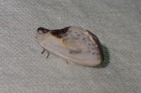 Cilix glaucata