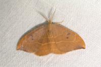 Watsonalla binaria