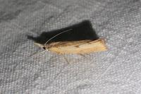 Agriphila inquinatella