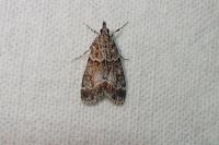 Eudonia mercurella
