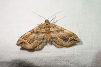 Pelurga comitata