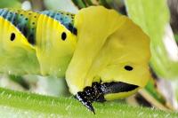 Acherontia atropos
