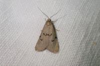 Apaidia mesogona