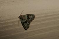 Cryphia algae