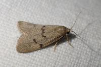 Apaidia mesogona
