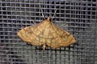 Anania verbascalis