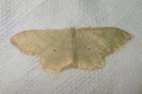 Idaea straminata