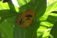 Camptogramma bilineata