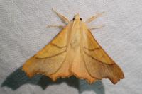 Ennomos fuscantaria