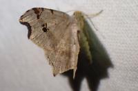Macaria alternata
