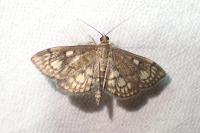 Anania stachydalis