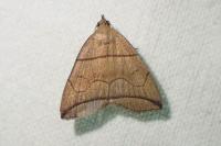 Herminia grisealis