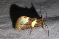 Diachrysia chrysitis