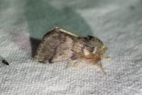 Thaumetopoea processionea