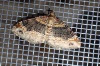 Xanthorhoe ferrugata