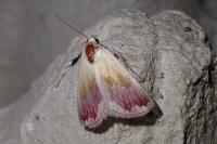 Eublemma purpurina