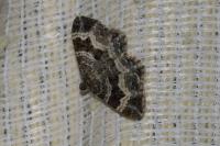 Epirrhoe alternata