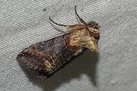 Abrostola triplasia