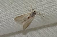 Acentria ephemerella