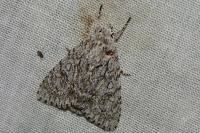 Acronicta aceris