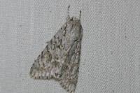 Acronicta aceris