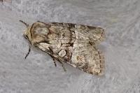 Brachylomia viminalis