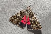 Catocala promissa