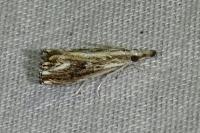 Catoptria verellus