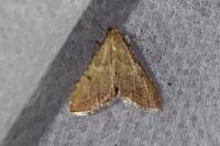 Endotricha flammealis