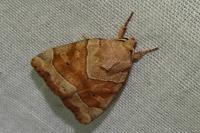 Cosmia trapezina