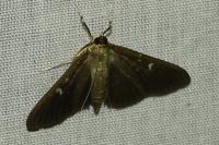 Cydalima perspectalis