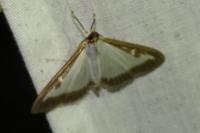 Cydalima perspectalis