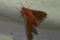 Deilephila elpenor